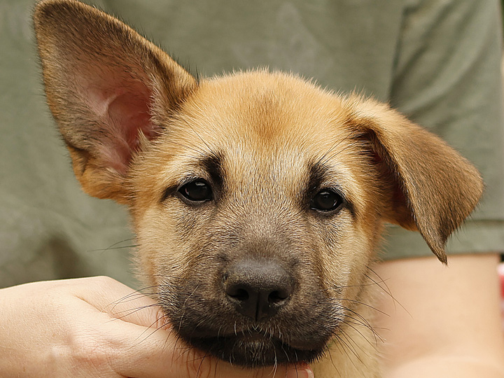 chinook puppy